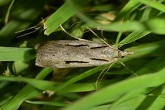 Scoparia rotuella