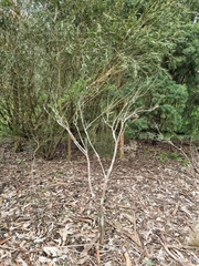 Leptospermum polygalifolium