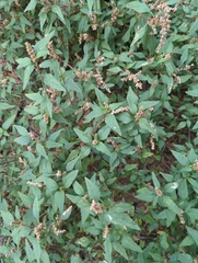 Amaranthus deflexus