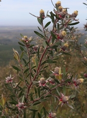 Leucadendron conicum