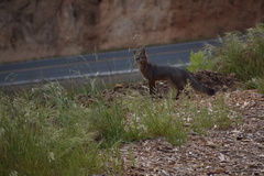 Urocyon cinereoargenteus californicus