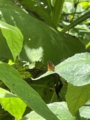 Riodinidae