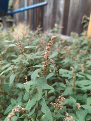 Amaranthus deflexus