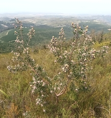 Leucadendron conicum