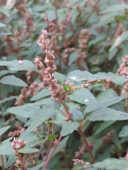 Amaranthus deflexus