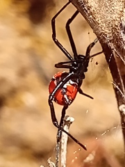 Latrodectus curacaviensis