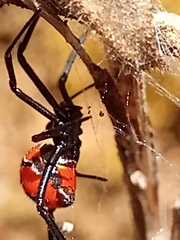Latrodectus curacaviensis