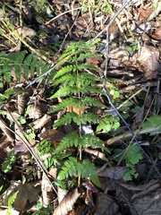 Dryopteris × boottii