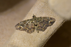 Pasiphilodes testulata