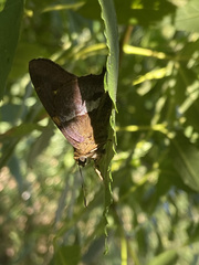 Aguna asander asander