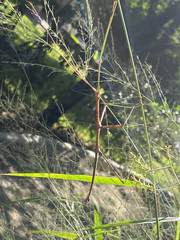 Ctenomorpha marginipennis