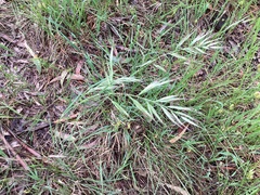 Bromus diandrus