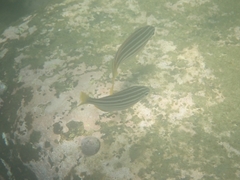 Atypichthys strigatus