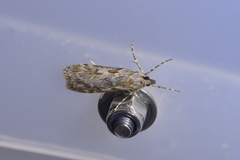Scoparia halopis