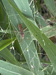 Burtinus notatipennis