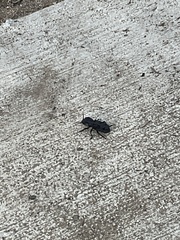 Phloeodes diabolicus