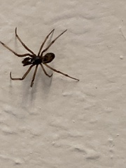 Steatoda