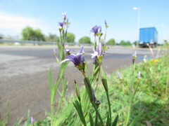 Sisyrinchium platense