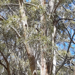Eucalyptus pulchella