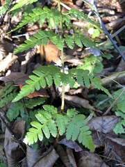 Dryopteris × boottii