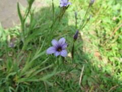 Sisyrinchium platense