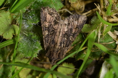 Ichneutica bromias