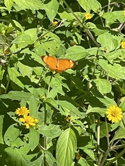 Tegosa anieta