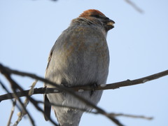 Pinicola enucleator
