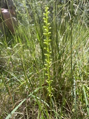 Microtis unifolia
