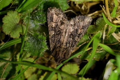 Ichneutica bromias