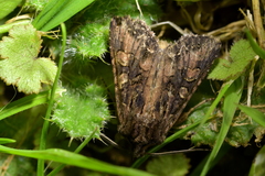 Ichneutica bromias