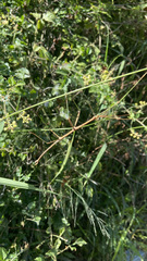 Ctenomorpha marginipennis