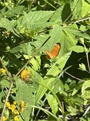 Tegosa anieta