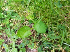 Modiola caroliniana