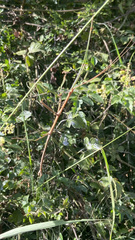 Ctenomorpha marginipennis