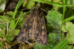 Ichneutica bromias