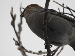 Pinicola enucleator