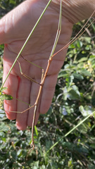 Ctenomorpha marginipennis