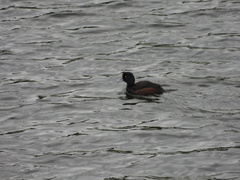 Aythya novaeseelandiae