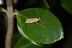 Erechthias hemiclistra