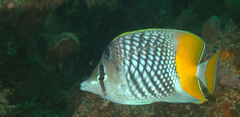 Chaetodon xanthurus