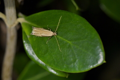 Erechthias hemiclistra