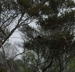 Rhipidura fuliginosa