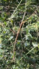 Ctenomorpha marginipennis