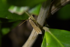 Erechthias hemiclistra