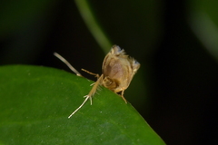 Erechthias hemiclistra