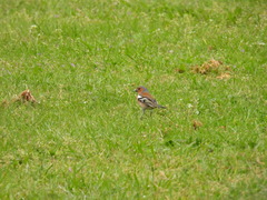 Fringilla coelebs gengleri