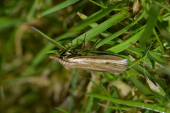 Orocrambus horistes