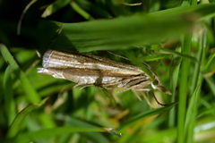 Orocrambus horistes