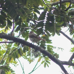 Myiodynastes maculatus